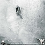 SKAFANDR / Follow The White Rabbit [Белый винил, ограниченный тираж 100 экз.][180g LP]